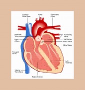 heart framed image healthtips images